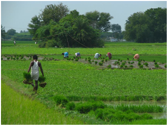 <b>‘Recognise & Reward’: How UMP is helping create ‘One Nation, One Market’ for Agriculture</b>